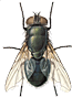 Watch out! It's a blog fly!