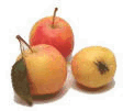 A bunch of crabapples
